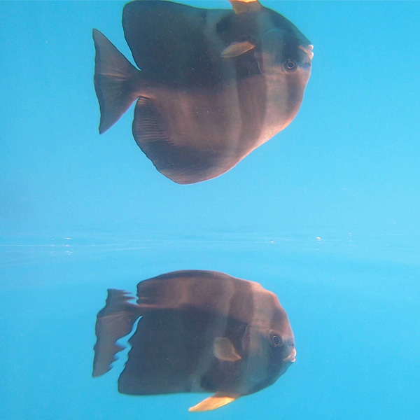 bat fish reflection in the great barrier reef in australia