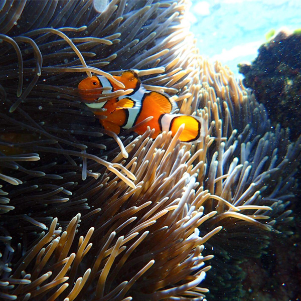 clown fish in a sea anemone at the great barrier reef in australia
