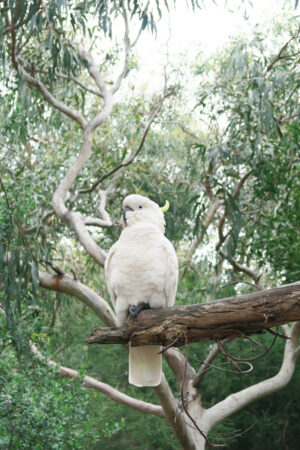cockatoo sat on branch on the great ocean road in australia