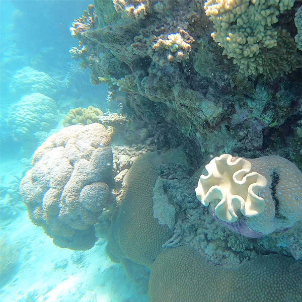 coral at the great barrier reef in australia