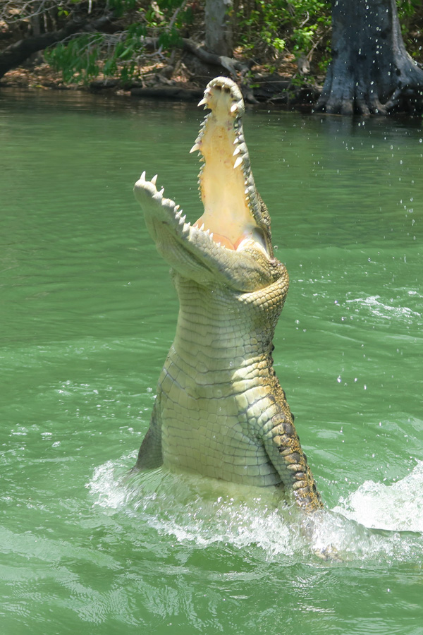 crocodile jumping out of the water at hartleys adventure park in port douglas in australia