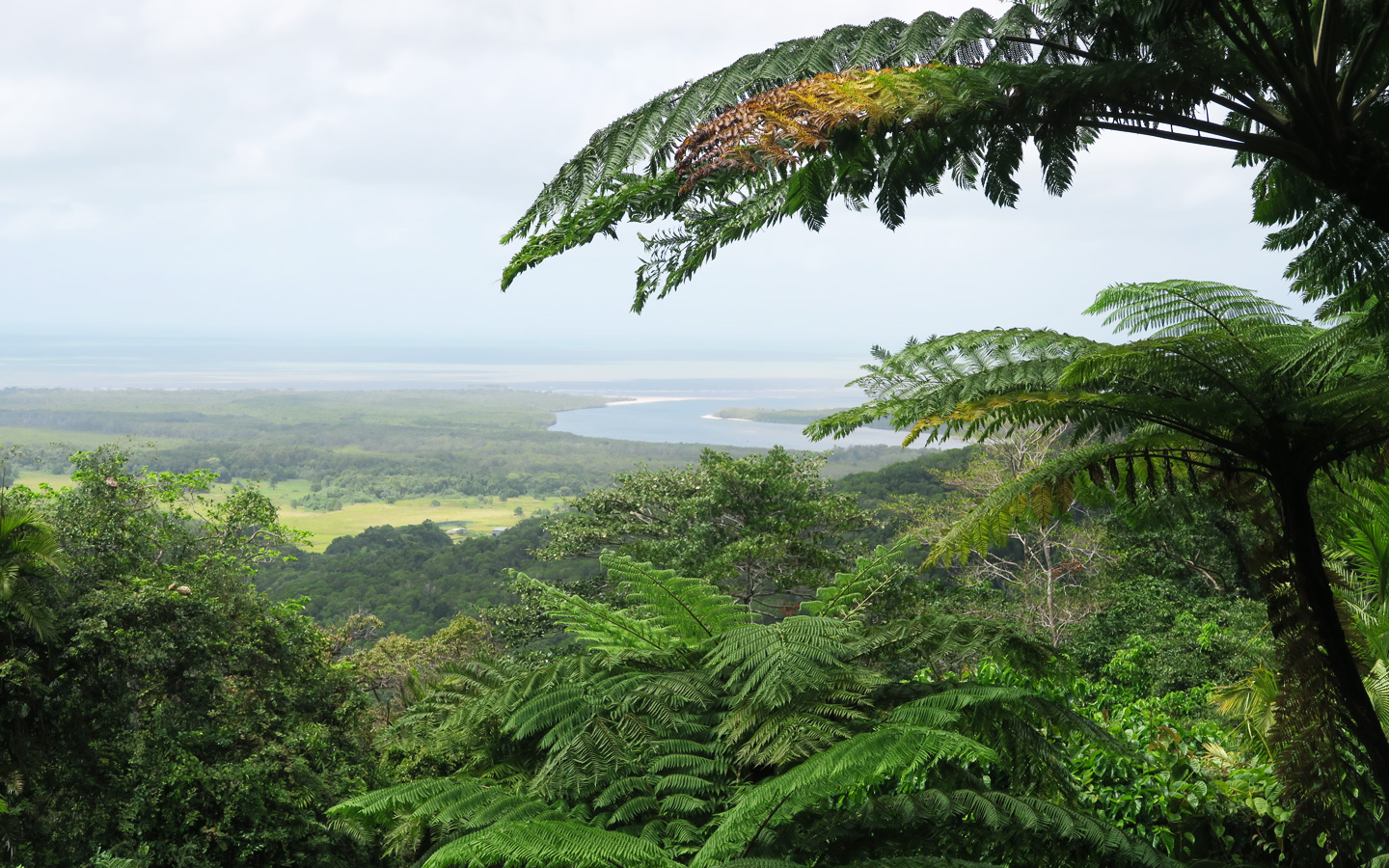 view of daintree rainforest in cape tribulation in australia