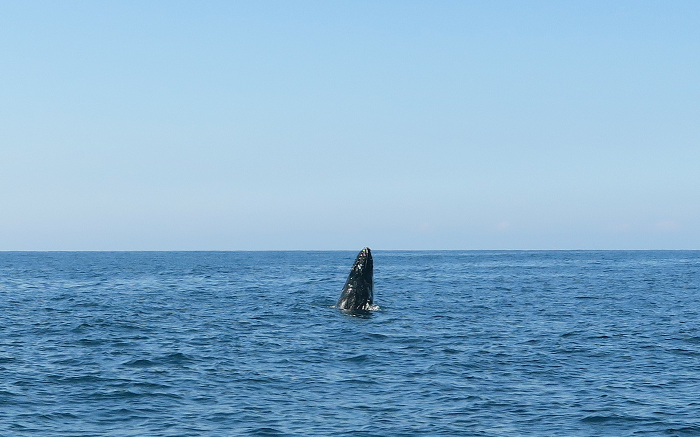 humpback whale breaching in the sea near sydney in australia