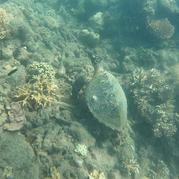 sea turtle in the great barrier reef in australia