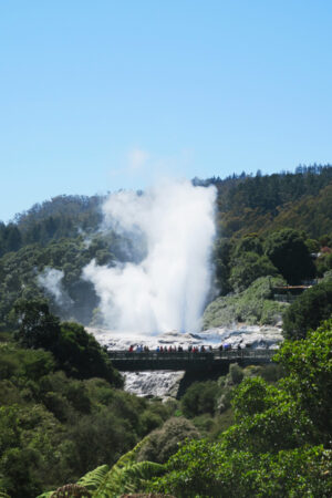 geyser exploding at tepuia in rotorua in new zealand