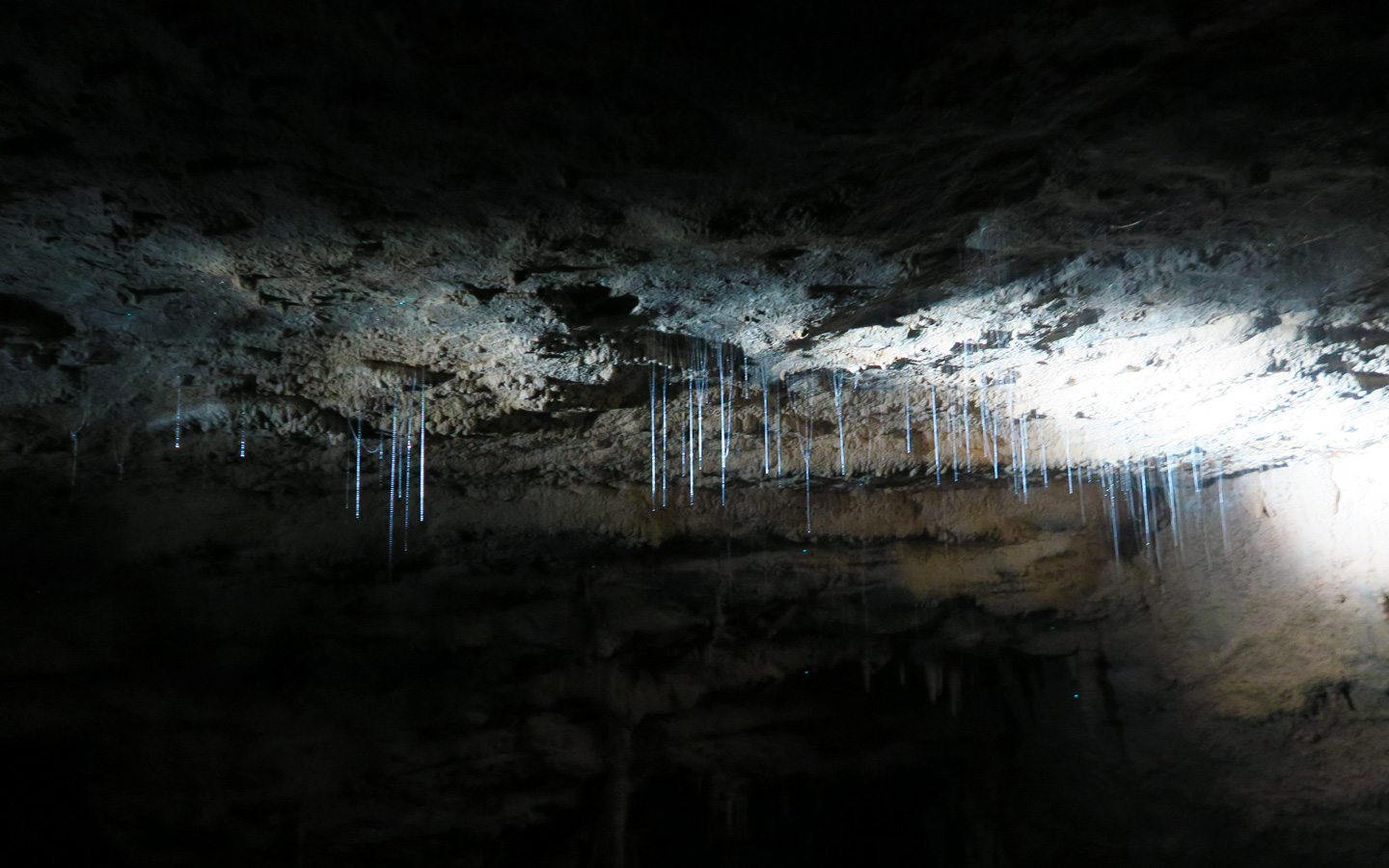 glow worm webs in waitomo caves in new zealand