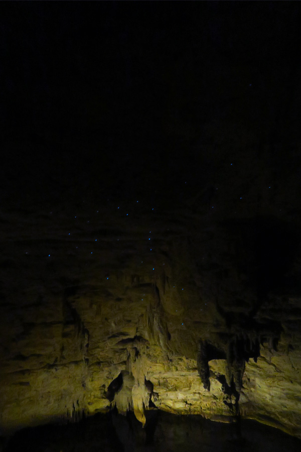 glow worms in waitomo caves in new zealand