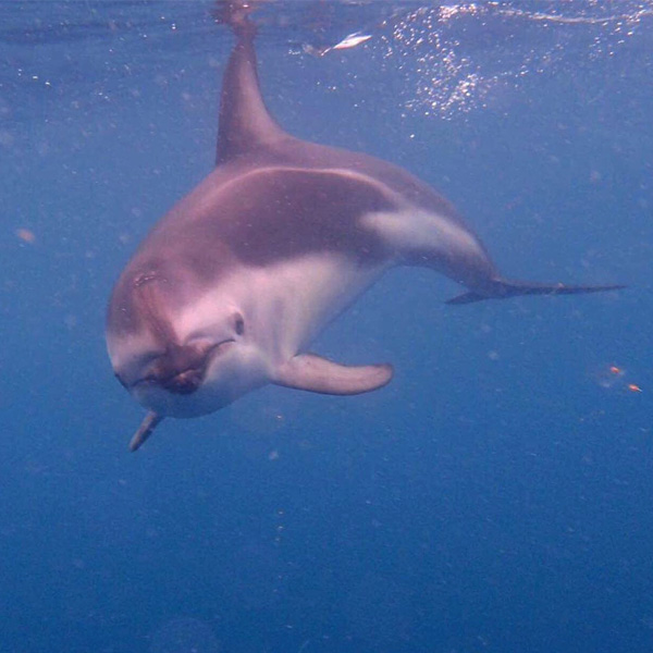 dusky dolphin on dolphin encounter trip in Kaikoura in New Zealand