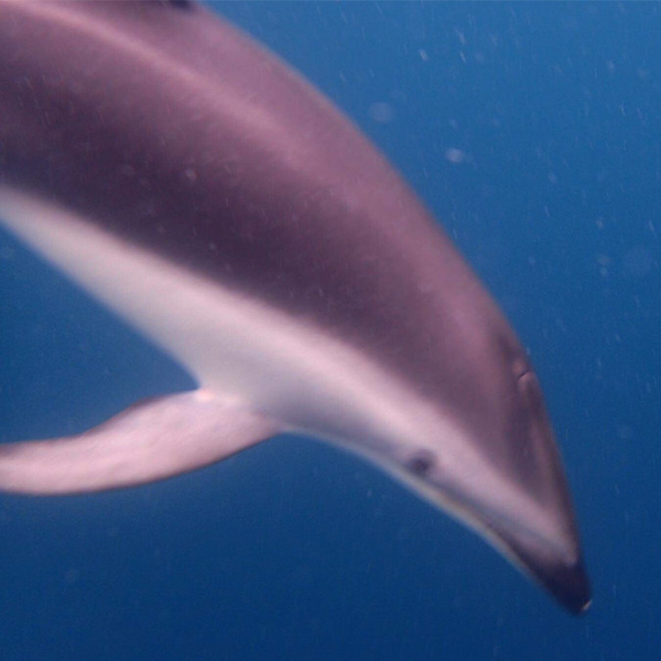 close up underwater shot of dusky dolphin swimming in Kaikoura in New Zealand
