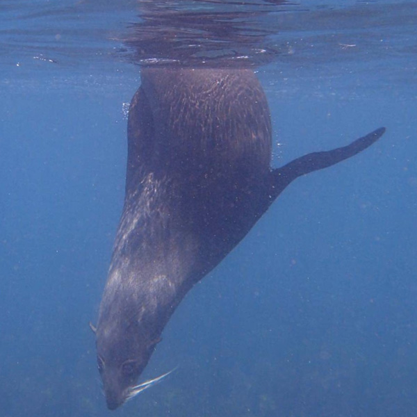 fur seal swimming in Kaikoura in New Zealand