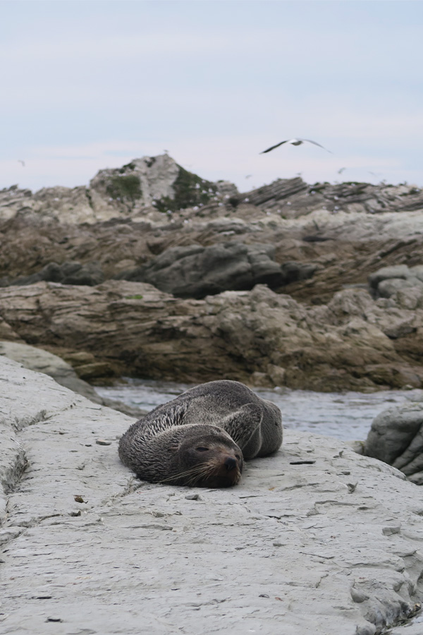 fur seal sleeping on rock in Kaikoura in New Zealand