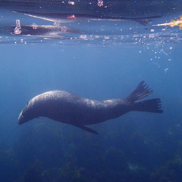 fur seal swimming underwater in Kaikoura in New Zealand