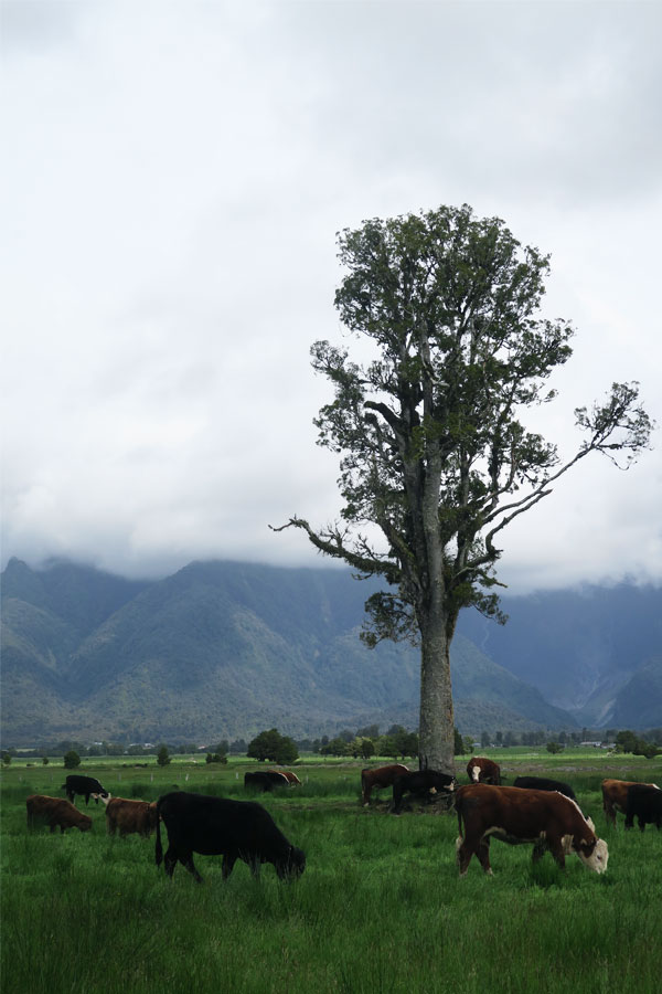 cows standing next to tree with mountains in the background at lake matheson in new zealand
