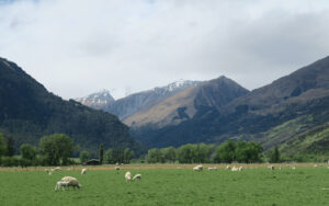 sheep in front of mountains in glenorchy in new zealand