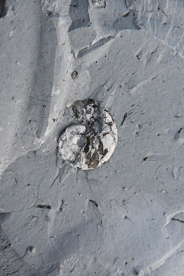 ammonite in rock found on the jurassic coast in dorset