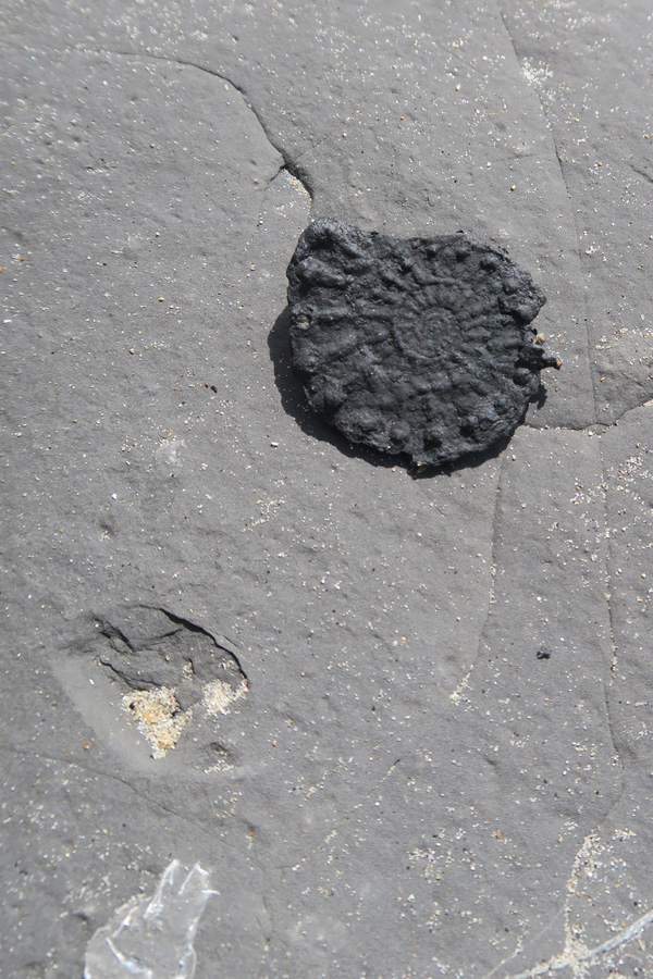 ammonite found fossil hunting on the jurassic coast