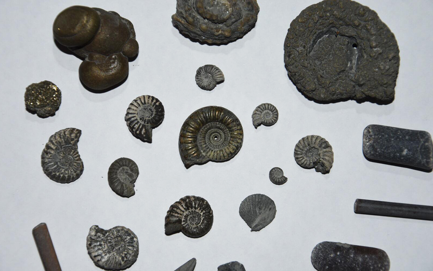 ammonites and belemnites found fossil hunting in charmouth