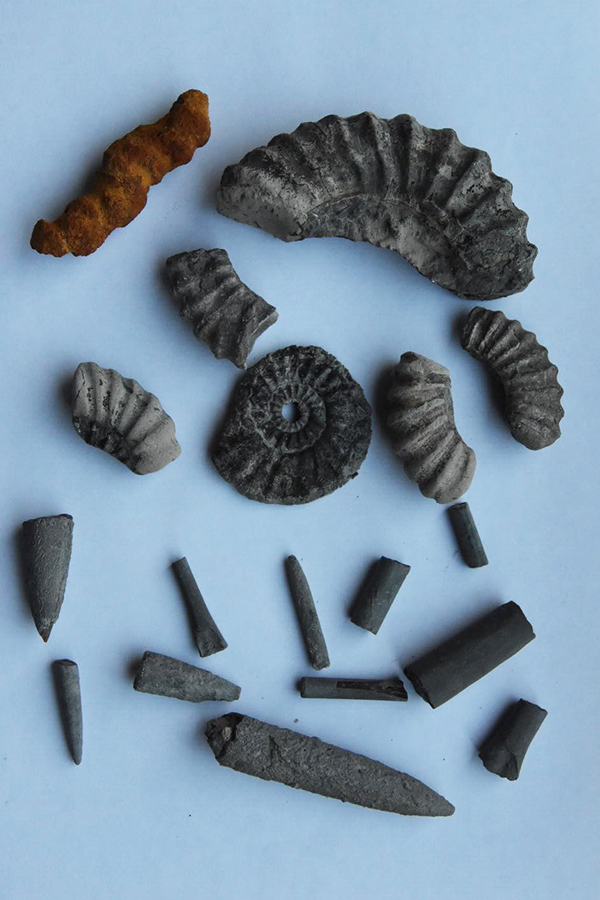 fossils found on charmouth beach in dorset, uk