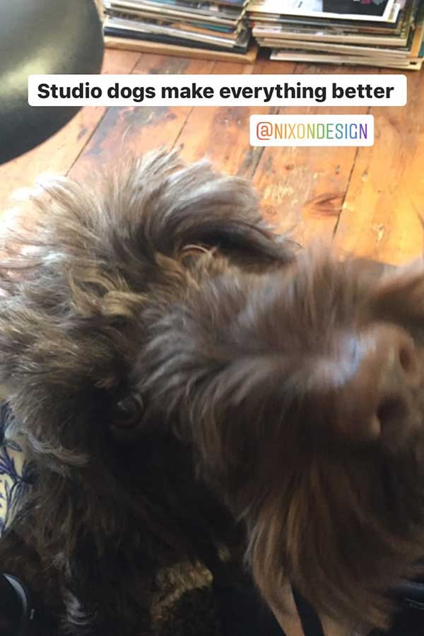 nixon studio dog in hayle in cornwall